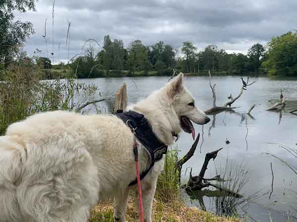 syrius chien berger blanc suisse à l'adoption au Chesnay